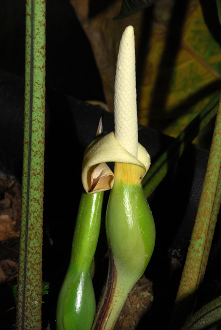 Phyllotaenium lindenii