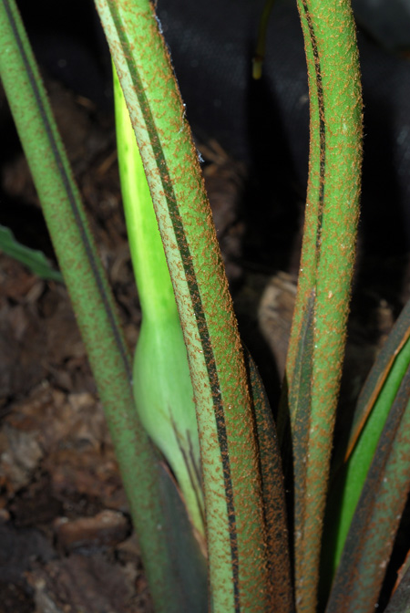 Phyllotaenium lindenii