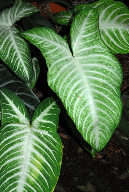 Phyllotaenium lindenii