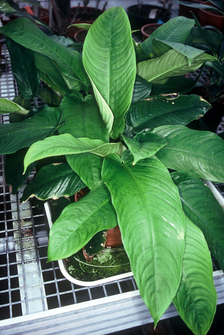 Phymatarum borneense