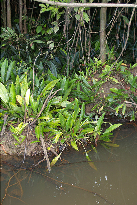 Phymatarum borneense