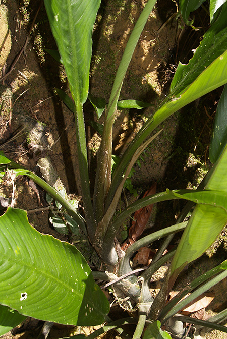 Phymatarum borneense