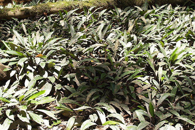 Phymatarum borneense