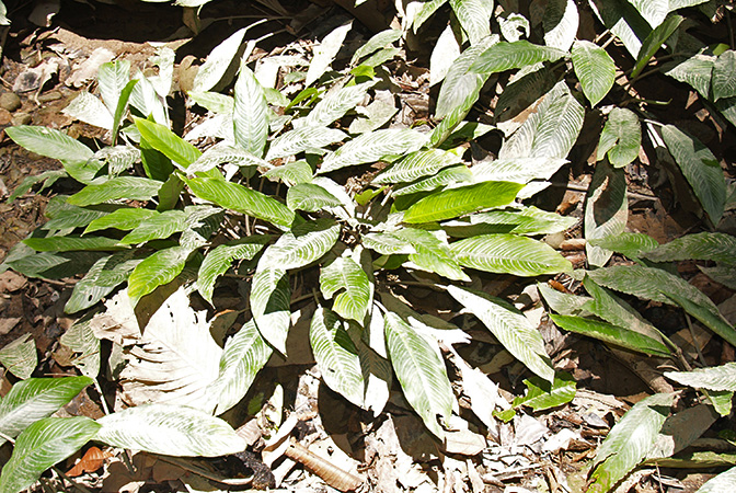 Phymatarum borneense