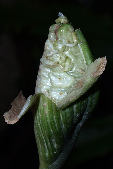 Phymatarum borneense