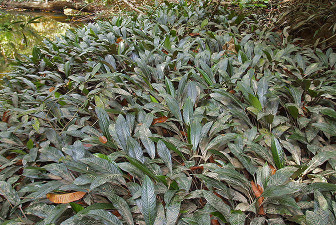 Phymatarum borneense