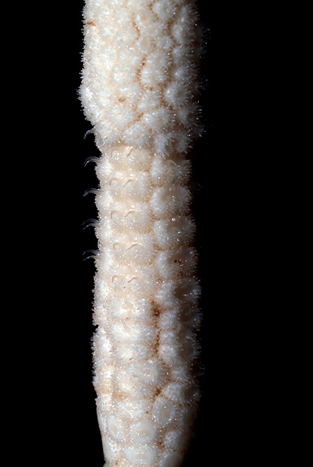 Phymatarum borneense