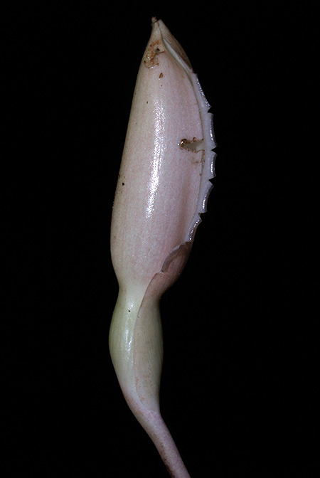 Phymatarum borneense