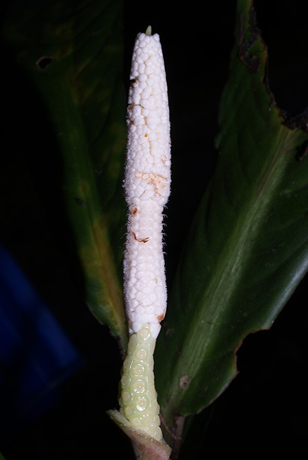 Phymatarum borneense