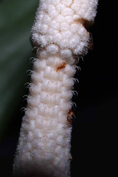 Phymatarum borneense