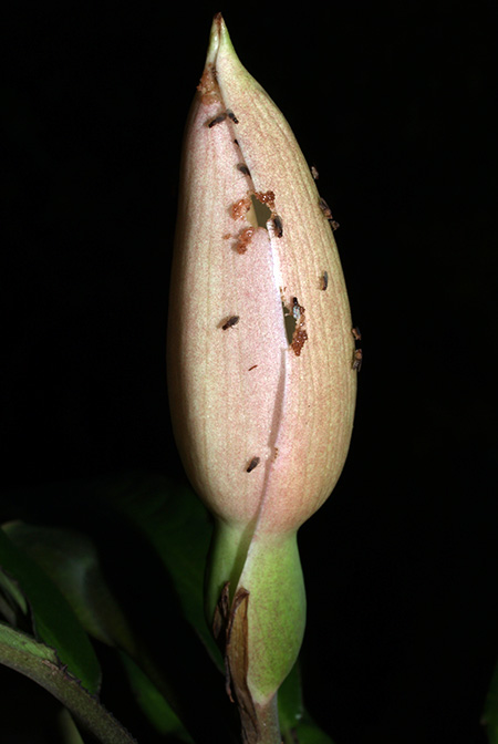 Phymatarum borneense