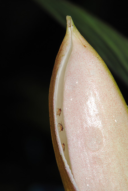 Phymatarum borneense