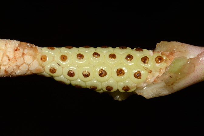 Phymatarum borneense