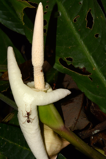 Phymatarum borneense
