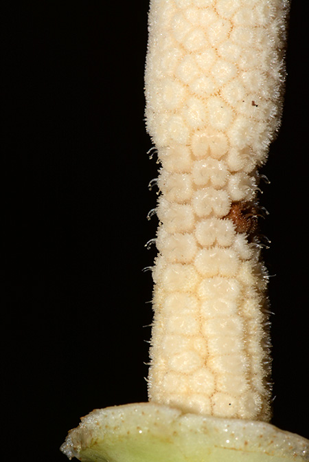 Phymatarum borneense