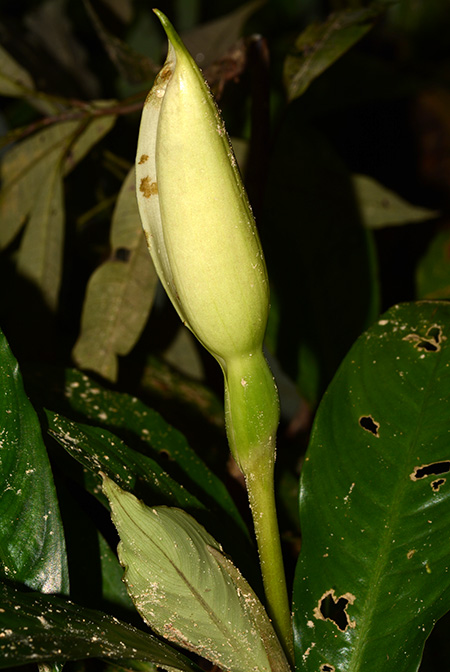 Phymatarum borneense