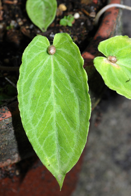 Pinellia cordata