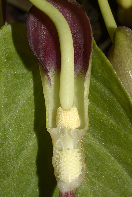 Pinellia cordata