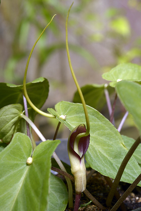 Pinellia cordata