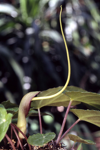 Pinellia cordata