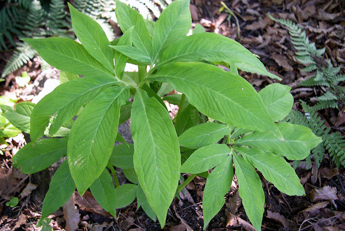 Pinellia pedatisecta