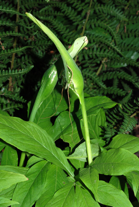 Pinellia pedatisecta