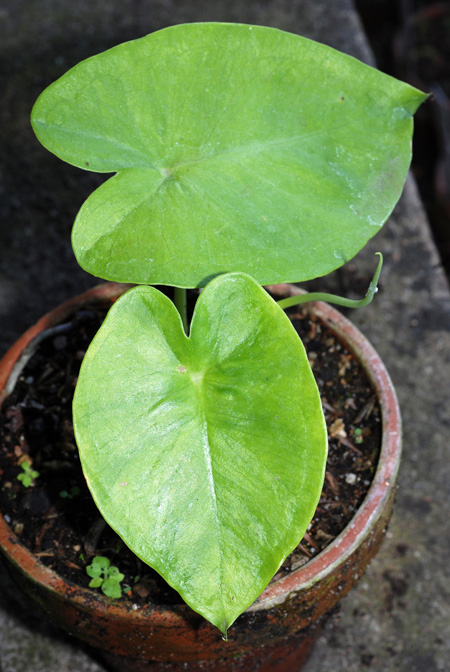 Pinellia peltata