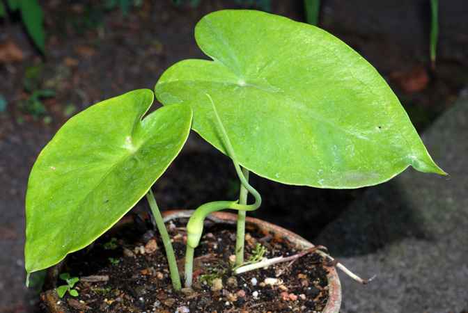 Pinellia peltata