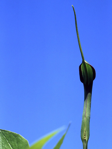Pinellia ternata