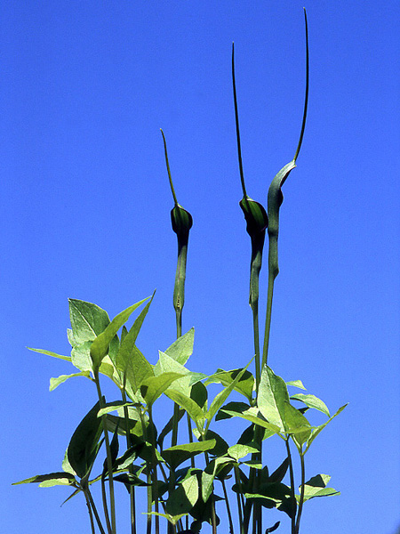 Pinellia ternata