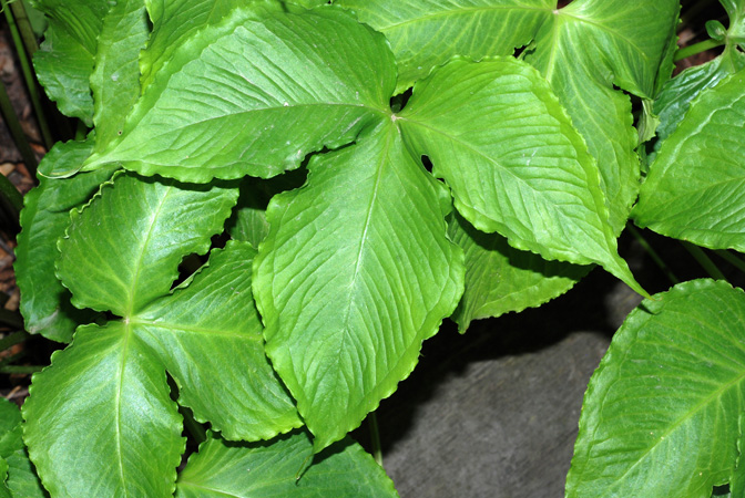 Pinellia tripartita