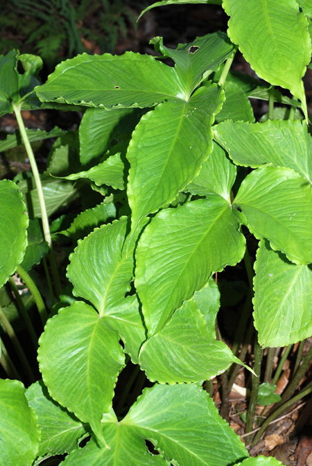Pinellia tripartita