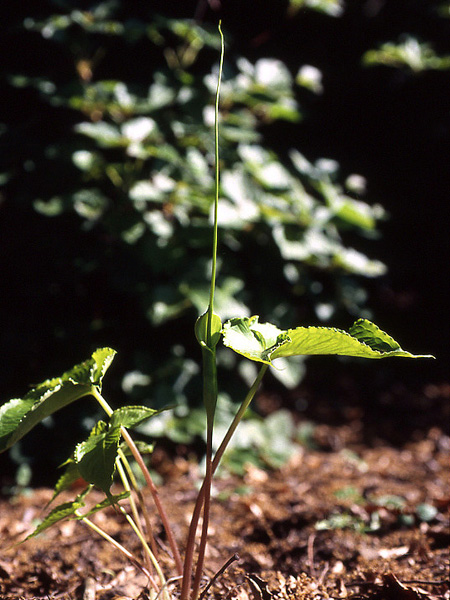 Pinellia tripartita