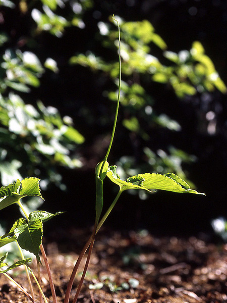 Pinellia tripartita