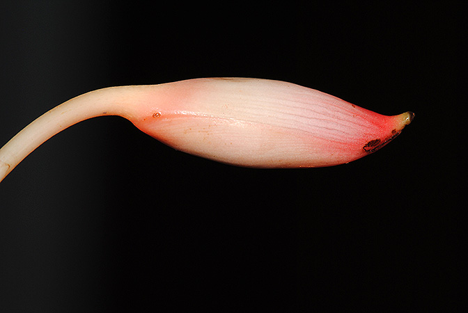 Piptospatha insignis