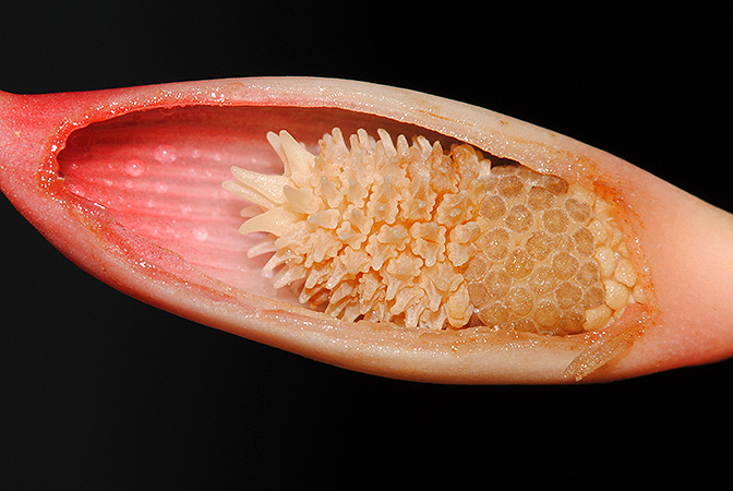Piptospatha insignis