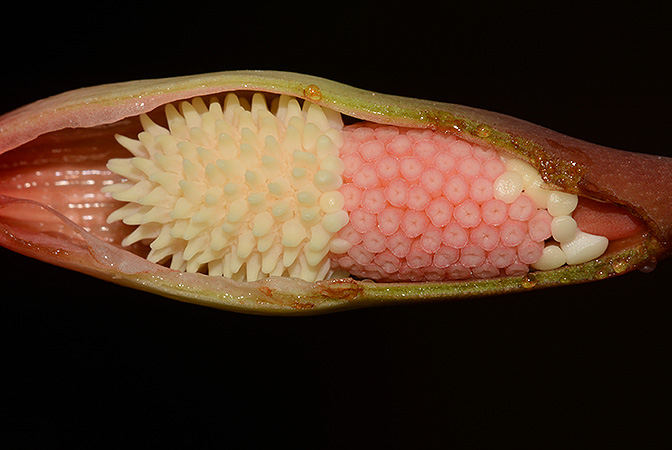 Piptospatha insignis
