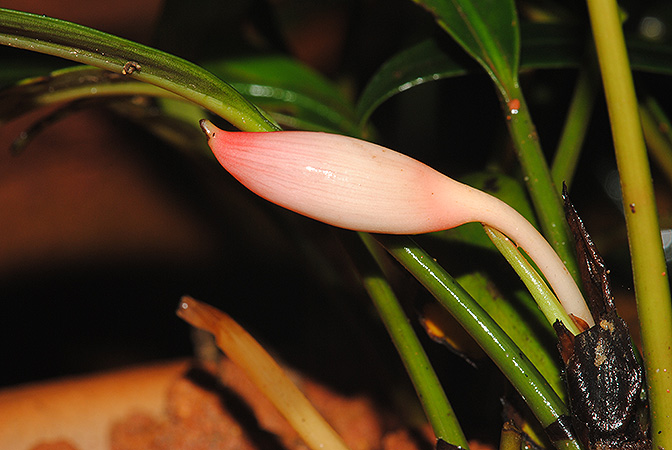 Piptospatha insignis