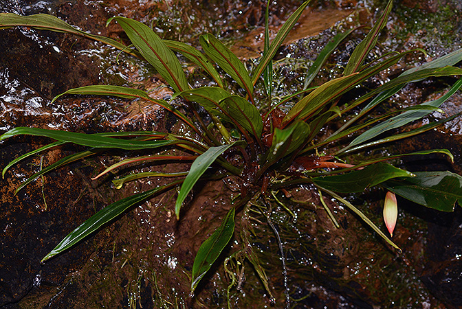 Piptospatha insignis