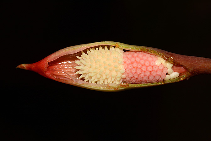 Piptospatha insignis