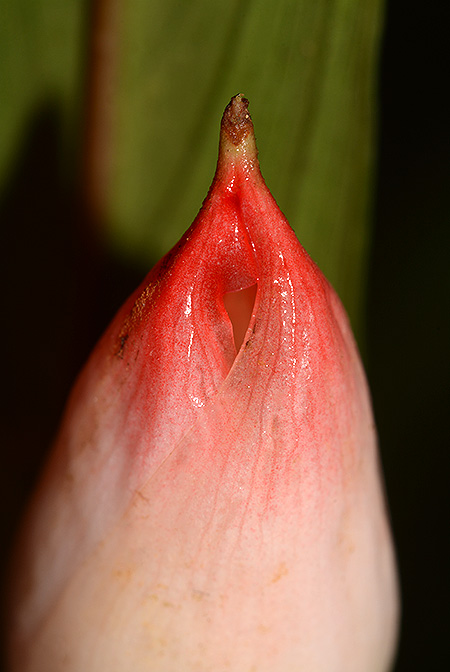 Piptospatha insignis