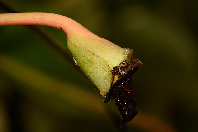 Piptospatha insignis