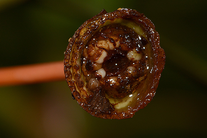 Piptospatha insignis