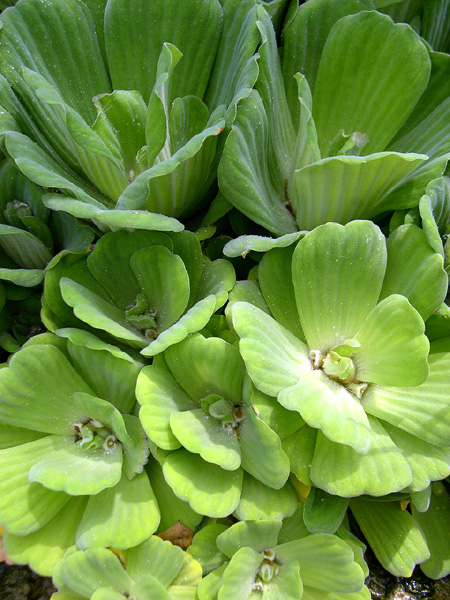 Pistia stratiotes