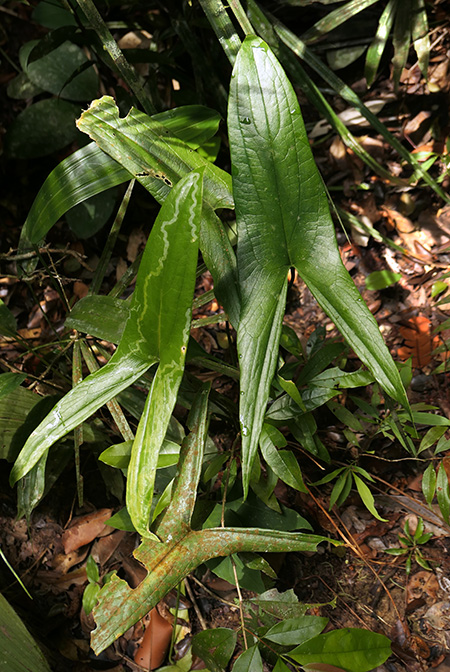 Podolasia stipitata