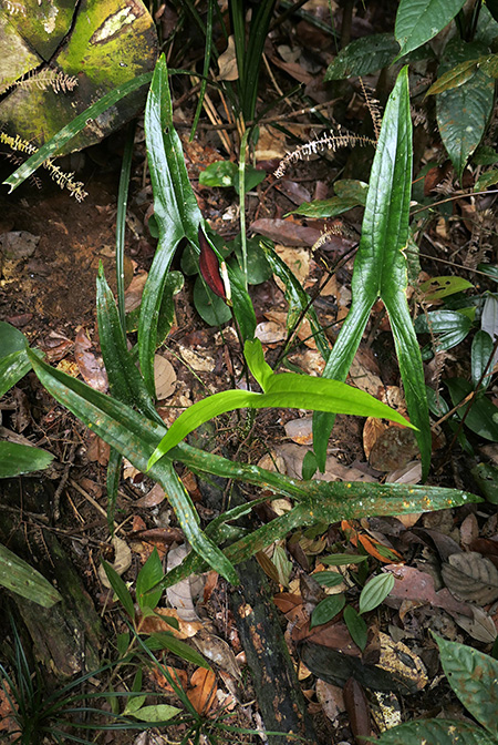 Podolasia stipitata
