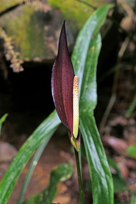 Podolasia stipitata