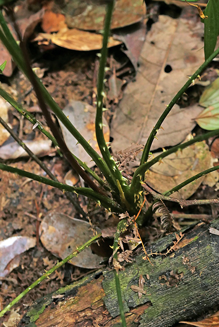 Podolasia stipitata