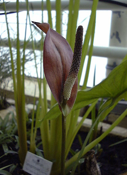 Podolasia stipitata