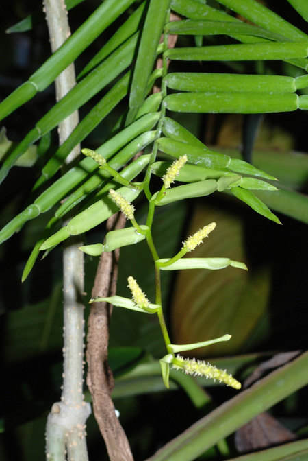 Pothoidium lobbianum